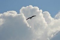 /album/fotogalerij1/vogel-5-jpg/
